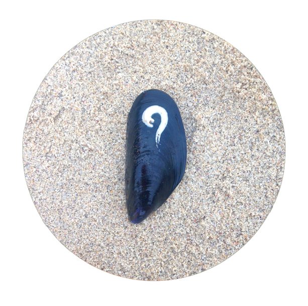 Participants+contributors of <a href="/shona_projects/">Shona Projects</a> Pilot Wkend update BLOG with responses to wend! shonaprojects.tumblr.com