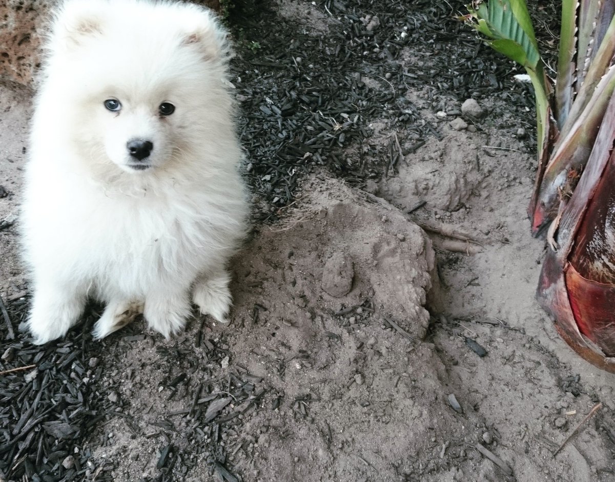 NicoleAtas's tweet photo. Look mum I found the roots for you! #naughtypuppy #puppy #dog #digging #naughty #love #samoyed #bathtime #pet https://t.co/nXXOlBLk8D