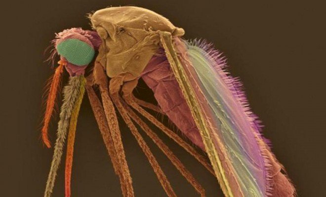 sabiastuque_'s tweet image. ¿Sabías que han creado mosquitos transgénicos para luchar contra la malaria? : bit.ly/1Ne1joC