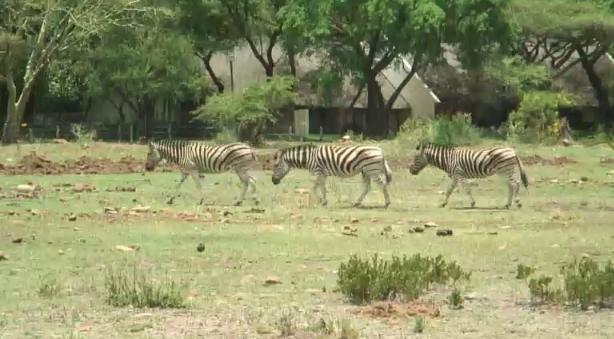 WildEarth's tweet photo. #ezebra herd live at #kwamaritane. Watch @wildearth https://t.co/oLRjYXpcN2 https://t.co/Zjs4gkhFGi
