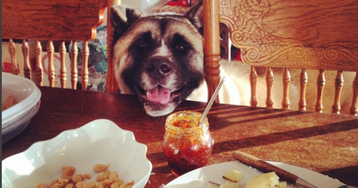 HuffPost's tweet photo. The best (and worst) Thanksgiving foods to share with your dog https://t.co/NWBSc7q7Vc https://t.co/tJMLk0rQT4