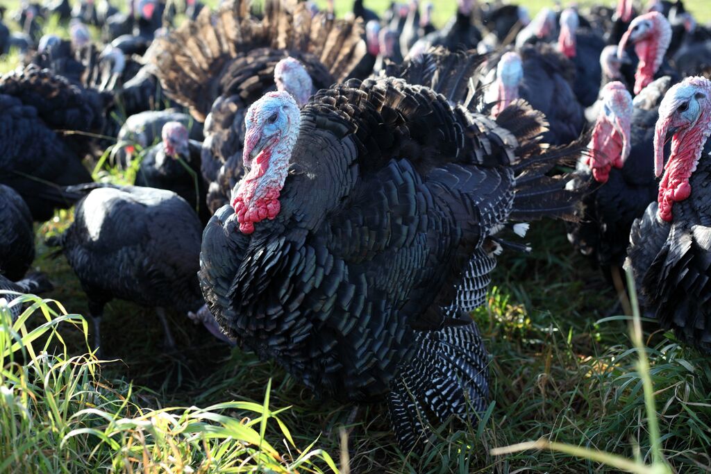 A very Happy Thanksgiving to our American friends....Enjoy your Turkeys! #turkeyday #thinkingofturkey #britishfarmer