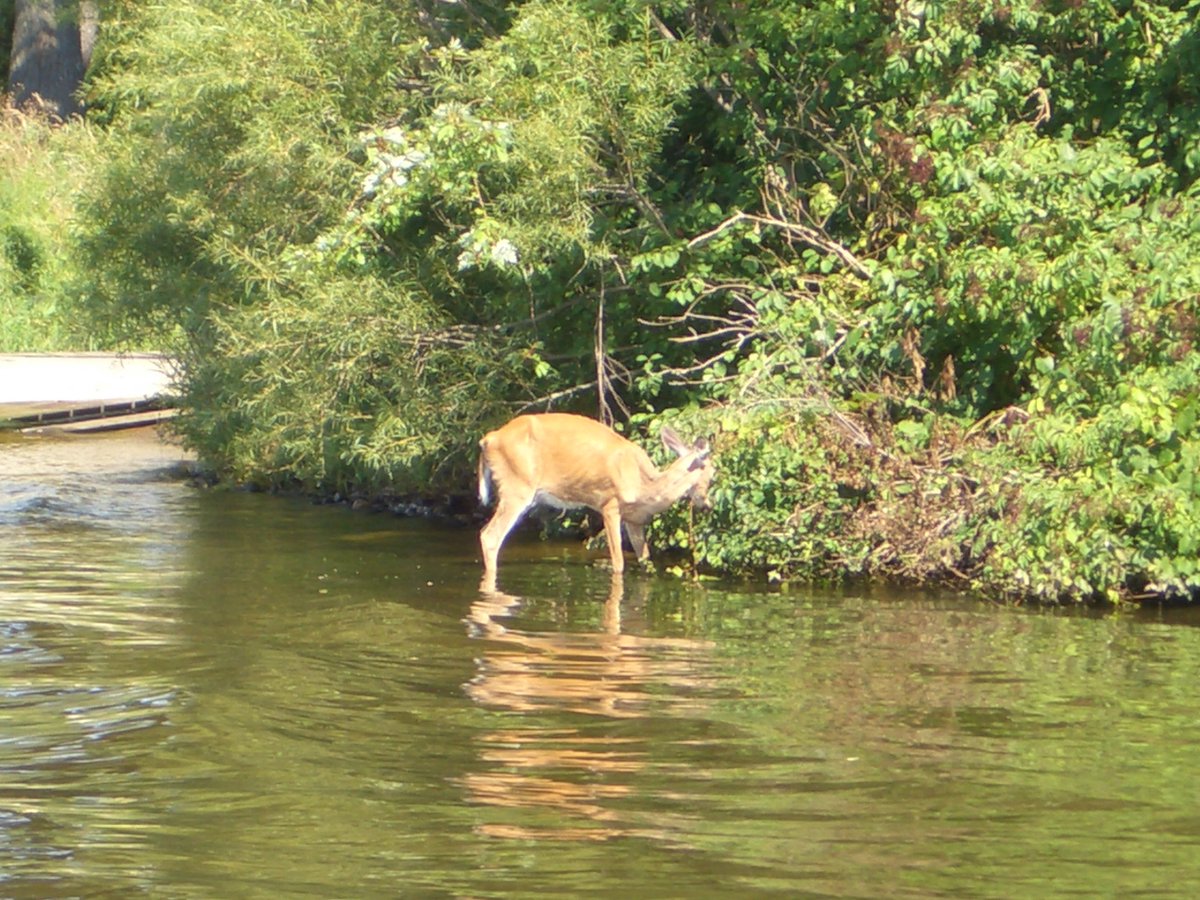 CarbonExpress's tweet photo. #HuntingWhitetail: What is CWD?
https://t.co/OGqSDrhgNS https://t.co/j0Yvw0xEeK
