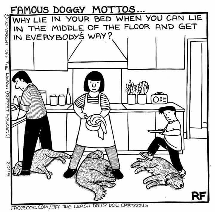 VIPetsLLC's tweet photo. We still love them though! From the #vipets family to yours, have a Happy Thanksgiving! #thanksgiving #dogs https://t.co/utgtiWBBDq