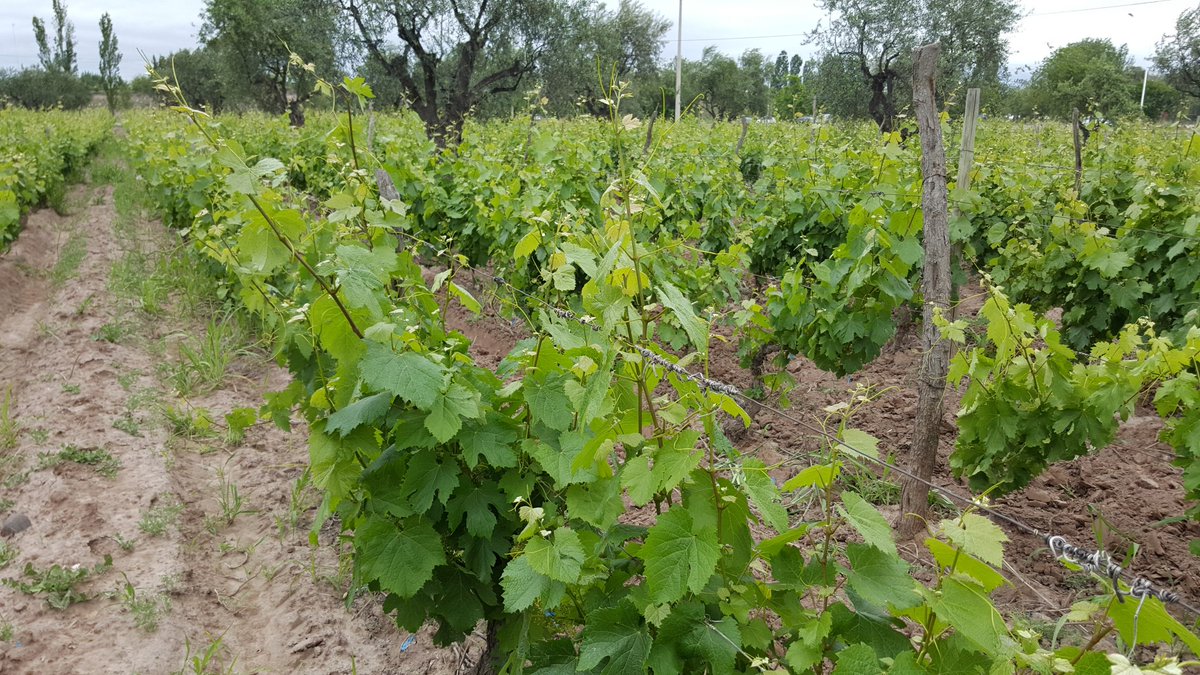 EntreveroW's tweet image. Malbec en plena flor!!! #Lunlunta #Entrevero #GreenBlend