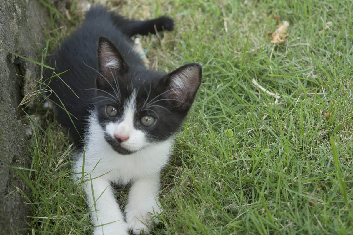 DnicReina's tweet photo. she's my so beauty little cat! core!
*TODOS LOS DERECHOS RESERVADOS @CUTE @CAT @MINE @CREATION @ThankuJah https://t.co/tpbTphAwEn
