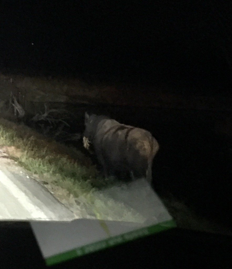 OEF__2010's tweet photo. Who doesn't want to chase a bull down the road on thanksgiving morning! #countyproblems #happythanksgiving https://t.co/F7J7p3OLGd