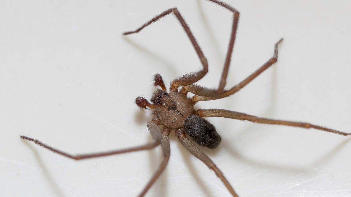 SkyNews's tweet photo. Man's loud fight with spider results in police coming over thinking it was domestic violence https://t.co/fOytvPt1aG https://t.co/9FnCVYvEEy