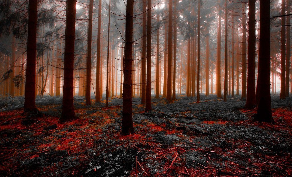 owipnet's tweet photo. Morning in the red foggy #forest, #CzechRepublic
#nature #naturephotography #naturephotos https://t.co/EsuuZqMl0g