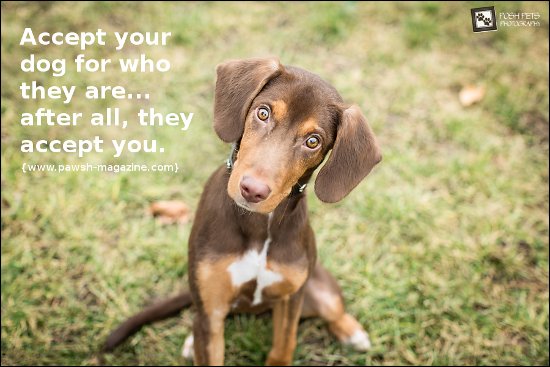 superhappydogs's tweet photo. Accept your #Dog for who they are! https://t.co/q2RJHHpHZU