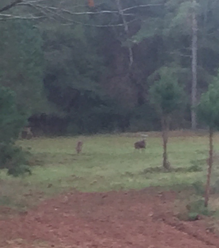 I am thankful for the rut that brings God's great creatures out. Venison is steroid and antibiotic free protein.