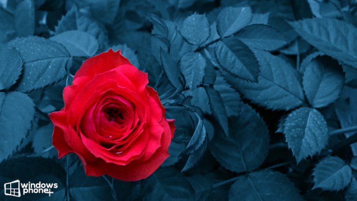etechmais's tweet photo. Coloração Seletiva no Lumia Creative Studio https://t.co/3Yj9R8lKt7 
#Fotografia #WindowsPhone #LumiaCreativeStudio https://t.co/vf12OjJfPe