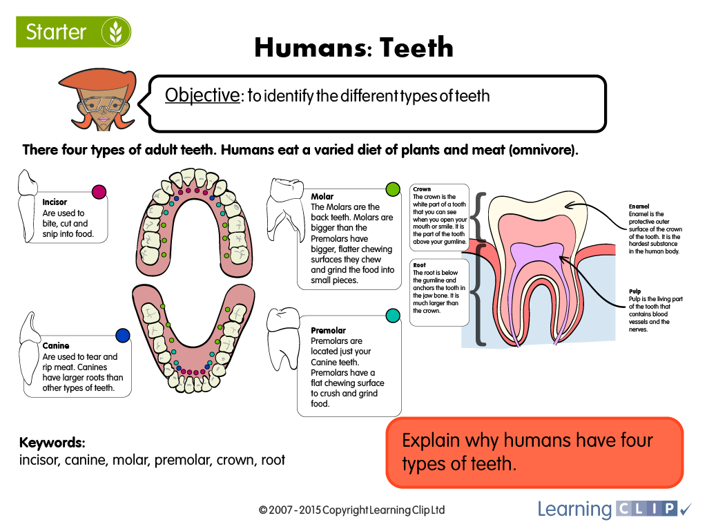 learningclip's tweet photo. Get your #teeth stuck into this worksheet! https://t.co/k6ESMhc7jS #school #primarysci https://t.co/Fa9wx6fvKI