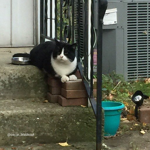 oscar_blackout's tweet image. Time for NUMS!! #tuxedocat #outsidecat #cutecats #cutecatcrew ift.tt/1OiieqS