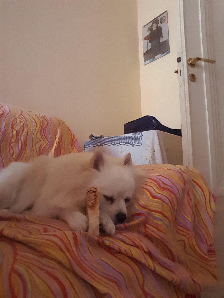 🐶🐶🐶❤❤❤
