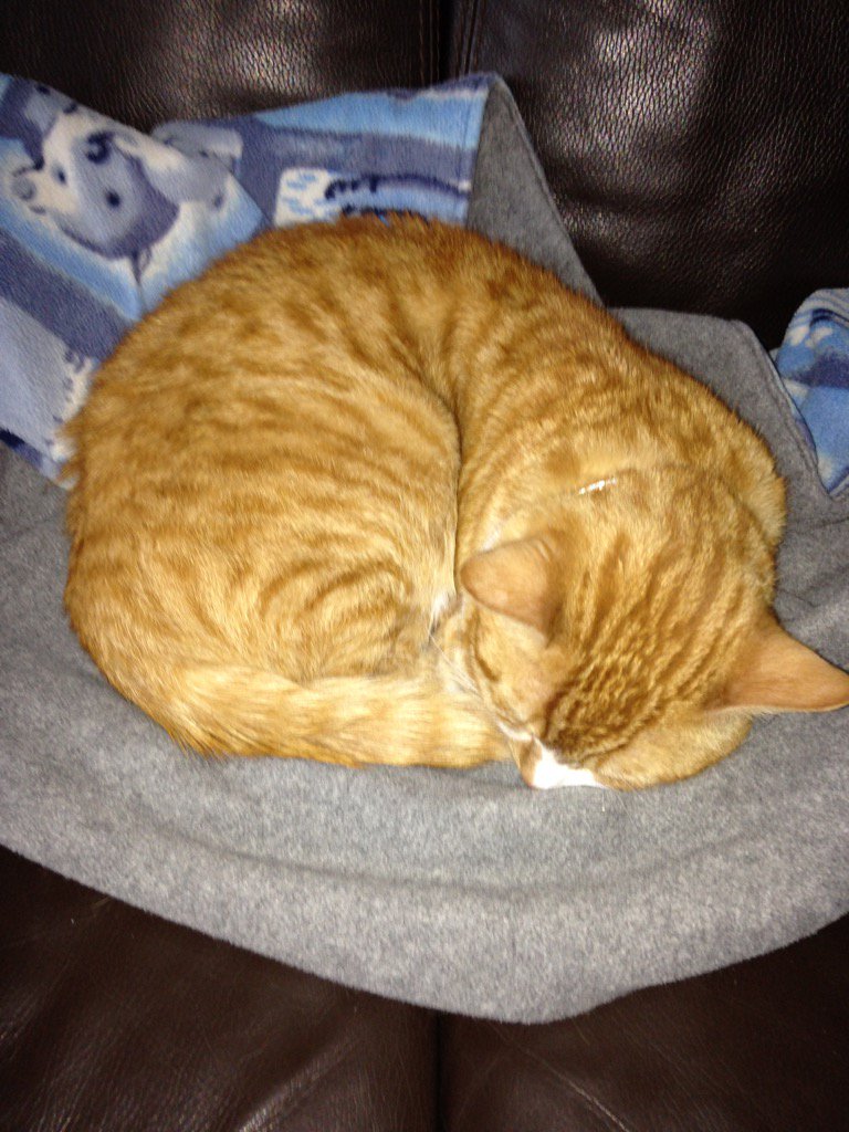 #garfield