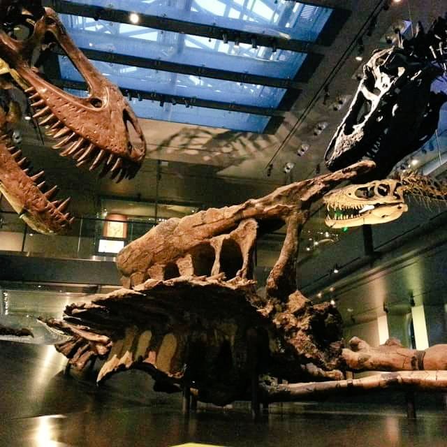 Remember: Turkey is a feathered theropod dinosaur whose traits have been selected for by humans for 2,000 + years!