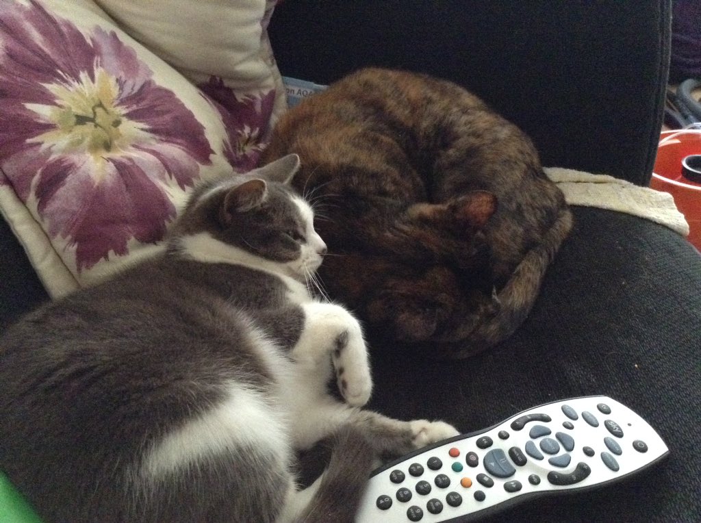 leicscatcafe's tweet photo. Marley daring to snuggle up to Raven! https://t.co/9Bu7vmrMov
