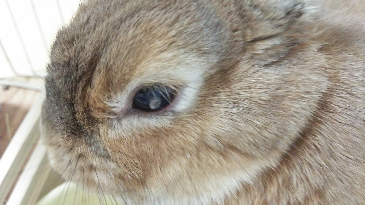 うさぎのこむたん あずちゃん 質問 こむたんの目にたまに白い目ヤニみたいのが これは目ヤニですか 放置してて良いのでしょうか T Co 1a4z2i8bjv Twitter