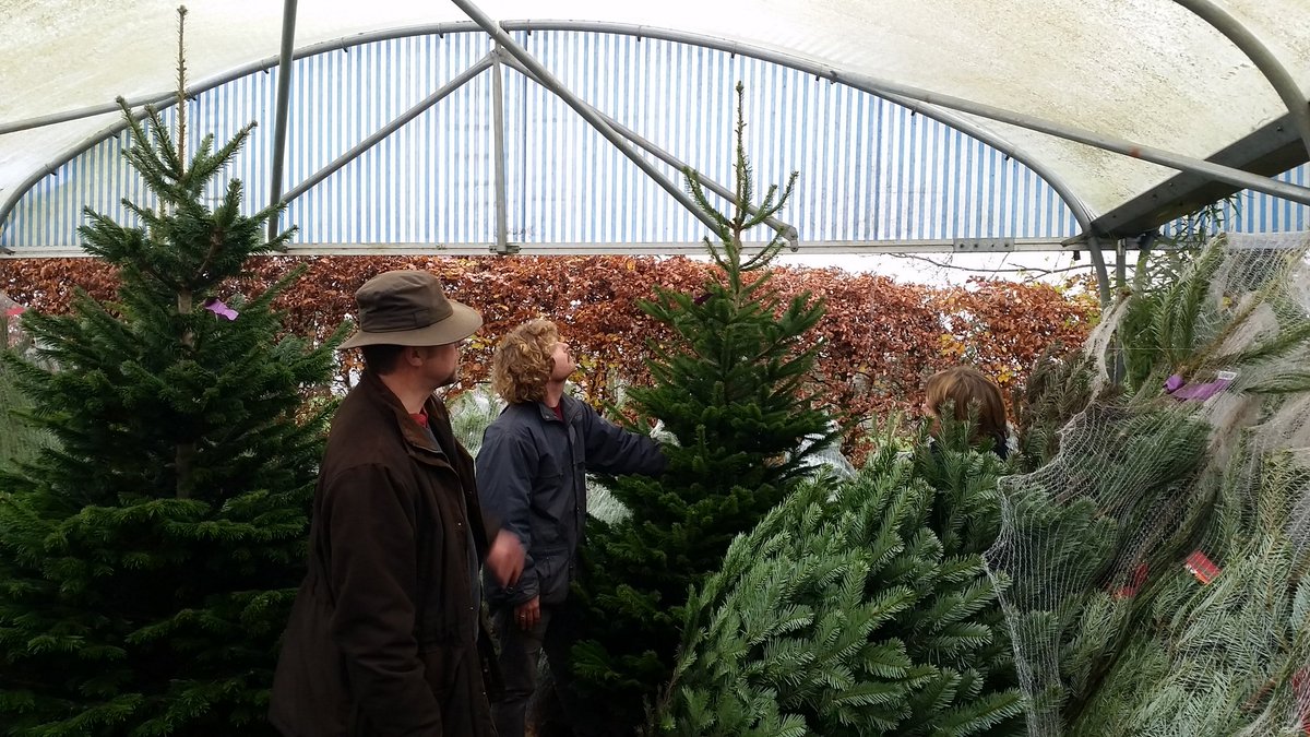 twigsnurseries's tweet photo. We are selling Christmas trees! #Christmas is coming #buckingham #twigs #independant #nurseries https://t.co/0EO6y9U87w