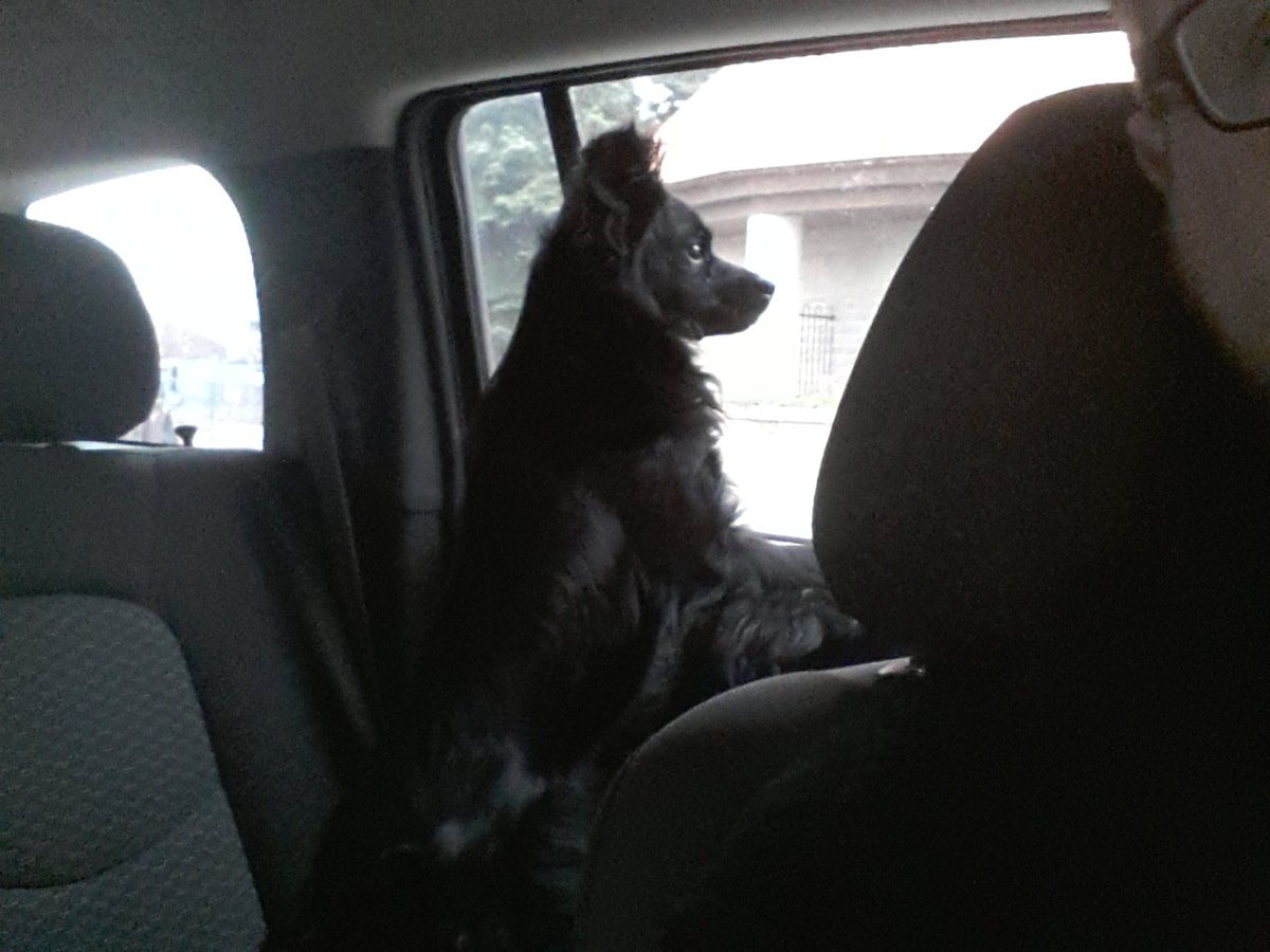 ClaytonGooding's tweet photo. McCowan and Lawrence, Scarborough, 20151126 - 800am.  #Lostdog taken to animal services @TOAnimalService progress. https://t.co/1wrVyTPp0c