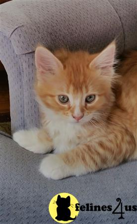 FelinesForUs's tweet image. felines4us.com/kittens/maine-… - Red Tabby female