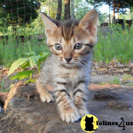 FelinesForUs's tweet image. felines4us.com/kittens/savann… - Sacagawea is the only female in my explorer kitten litter.
