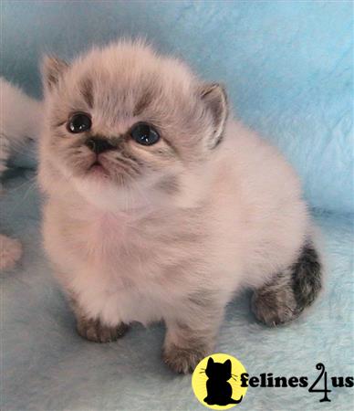 FelinesForUs's tweet image. felines4us.com/kittens/munchk… - Adorable Munchkin kitten looking for a sweet home.