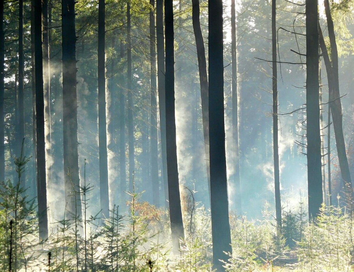 HogeVeluwe's tweet image. #witterook