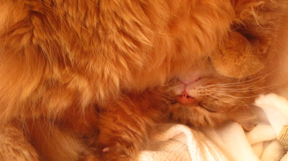 Catnip_Crain's tweet photo. Let's get this party started!  After my nap. https://t.co/tZmyoWtMjW