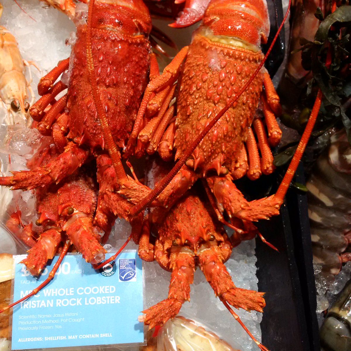 Whole MSC Tristan Rock Lobsters launch today at <a href="/selfridgesfish/">selfridges fish</a> the only place in the UK you'll see them <a href="/MSCintheUK/">MSC in the UK</a>