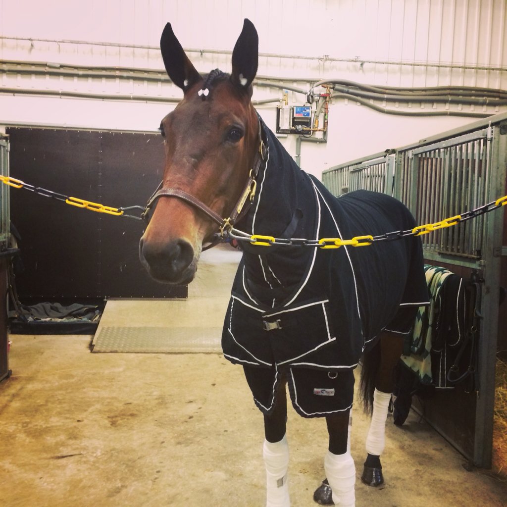NilssonJen's tweet photo. Avslutar min tid på Stall Denco tillsammans med världens finaste tjej! ❤️ Mot Åby! #dencosneelakilab #stalldenco https://t.co/XniRoTSRMa