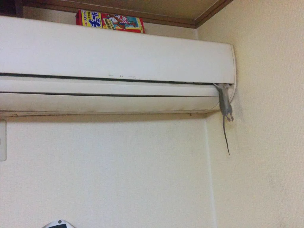家帰ったらエアコンにネズミ挟まってる！心臓止まったわwww