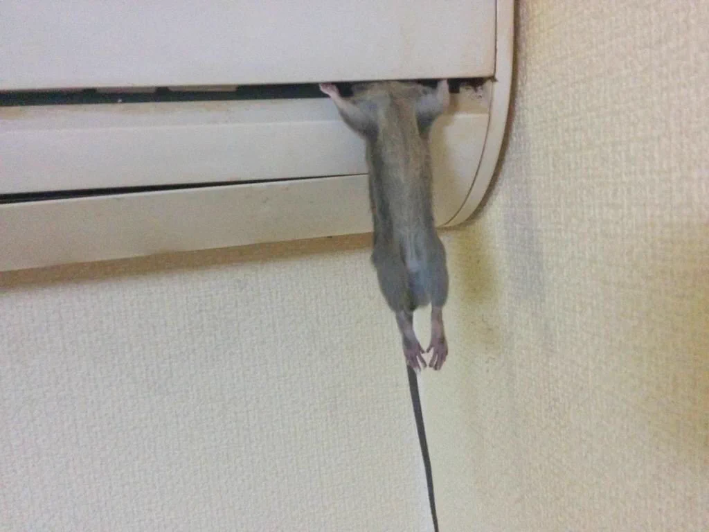 家帰ったらエアコンにネズミ挟まってる！心臓止まったわwww