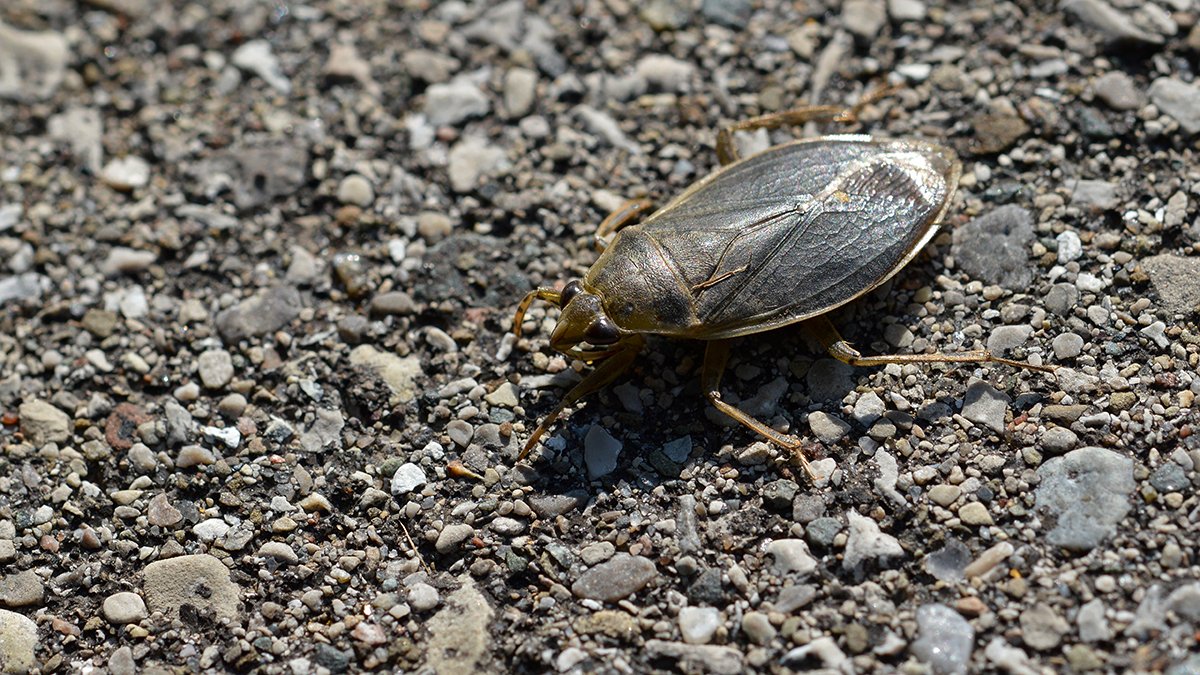 Водяной клоп Lethocerus americanus