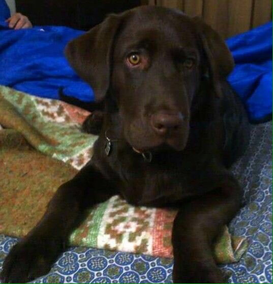 Se lo acaban de robar en la calle 80 con autopista. Se llama Zack. Se lo llevaron en una Chevrolet DMax.
Difundir.