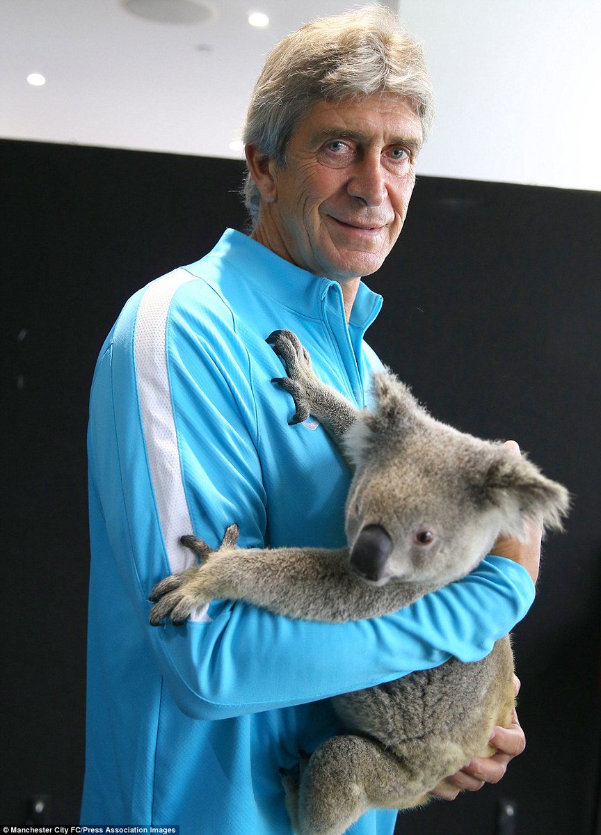 sergilogy's tweet photo. Pellegrini with the koala. P.S The koala is txiki being pellegrini's bitch #Serged https://t.co/OnYZL4URul
