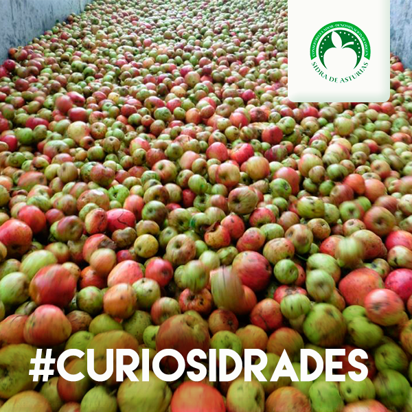 #CurioSidrades ¿Sabías que sólo en #Asturias se contabilizan más de 500 variedades de manzana?