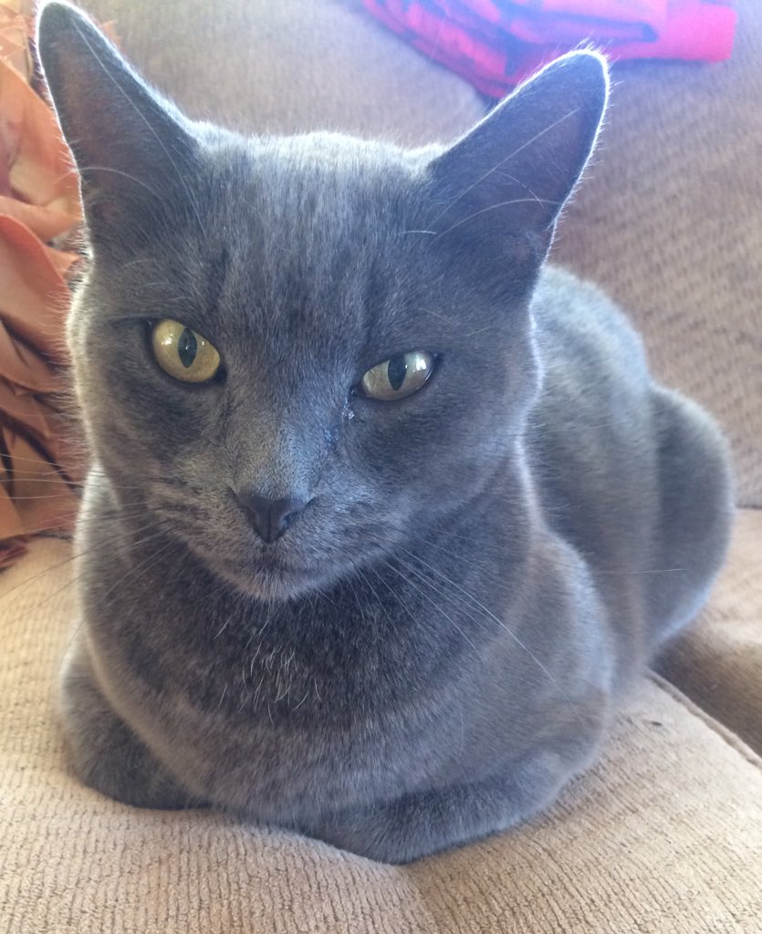 johannaKboyce's tweet photo. when bae is annoyed of you. cc: @TAYLORPBOYCE https://t.co/W81hu97ieb