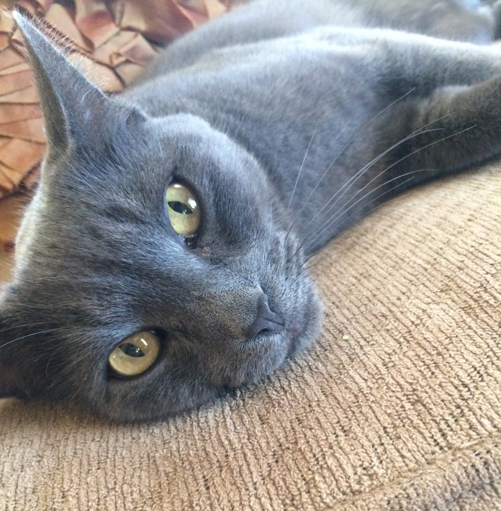 johannaKboyce's tweet photo. when bae is annoyed of you. cc: @TAYLORPBOYCE https://t.co/W81hu97ieb