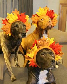 Love for Animals tweet media