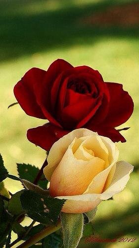 ahmad_alsari1's tweet photo. @khadija015431 
#رمز_المحبه_400_الف_متابع 

الف مبروك 🌹🌹🌹
وفالك المليون 
تستاهلين https://t.co/q9I6TODN90