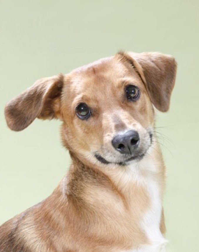 Lorette Zoitos (lzoitos) Twitter