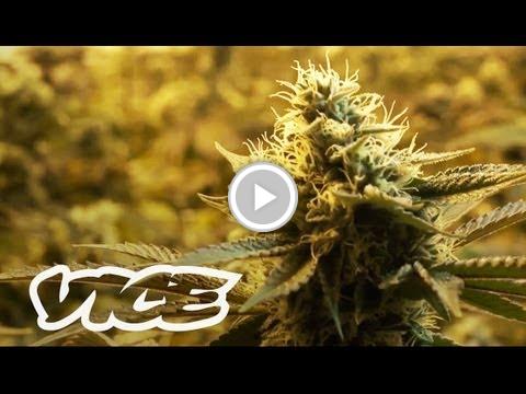 ZenOfBitcoin's tweet image. Canada's War on Weed bitclub.staged.com/T0Pp