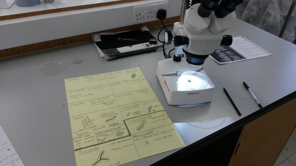 R_D_Mansfield's tweet photo. Continuing into the world of Bryophytes with @drmgoeswild #MScSISS https://t.co/ImDzf3PIGP