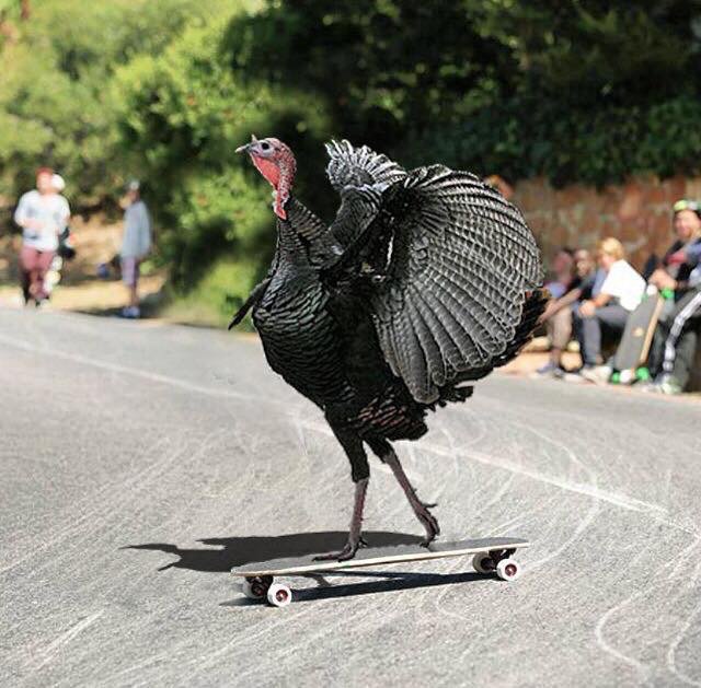 brlongboards's tweet photo. You know what is is...  #TurkeyDay https://t.co/XKkpuqfCea