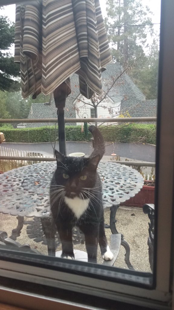HaberlinJon's tweet photo. Snow cat https://t.co/eYtWNdwe84