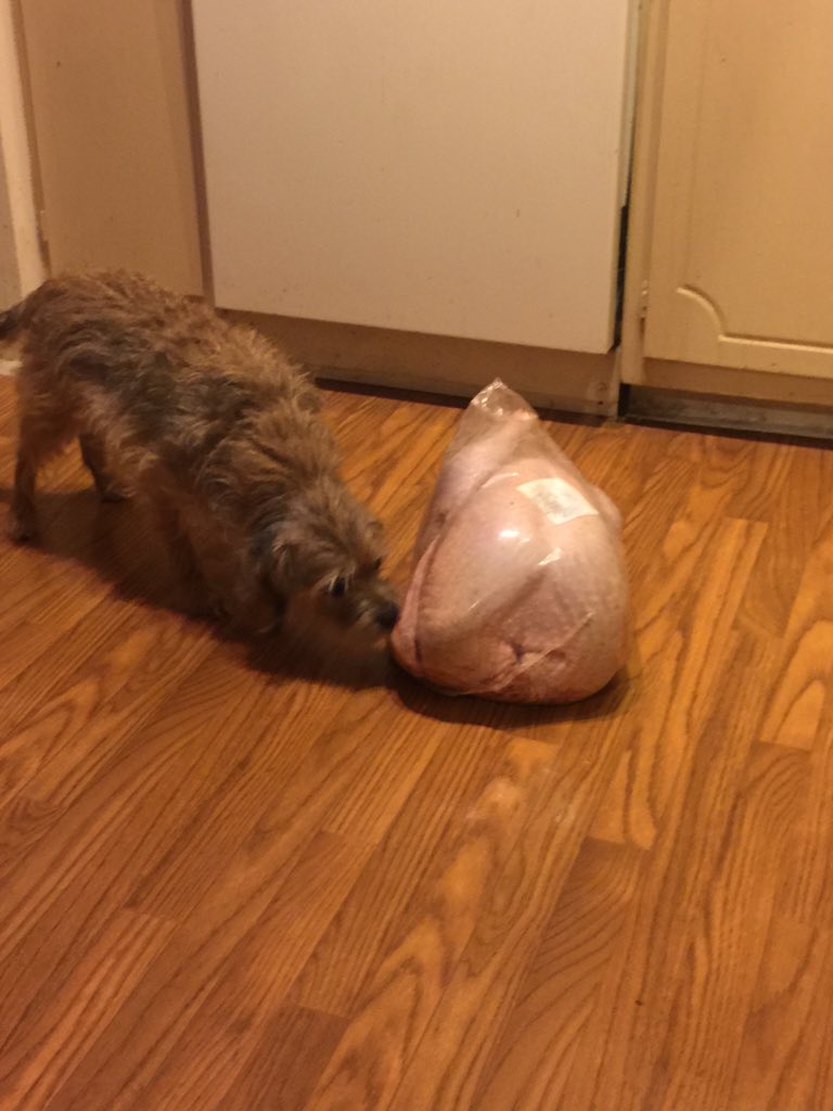 zoeslaughter's tweet photo. Can I haz turkey todayz? https://t.co/p0aDlRlQNA