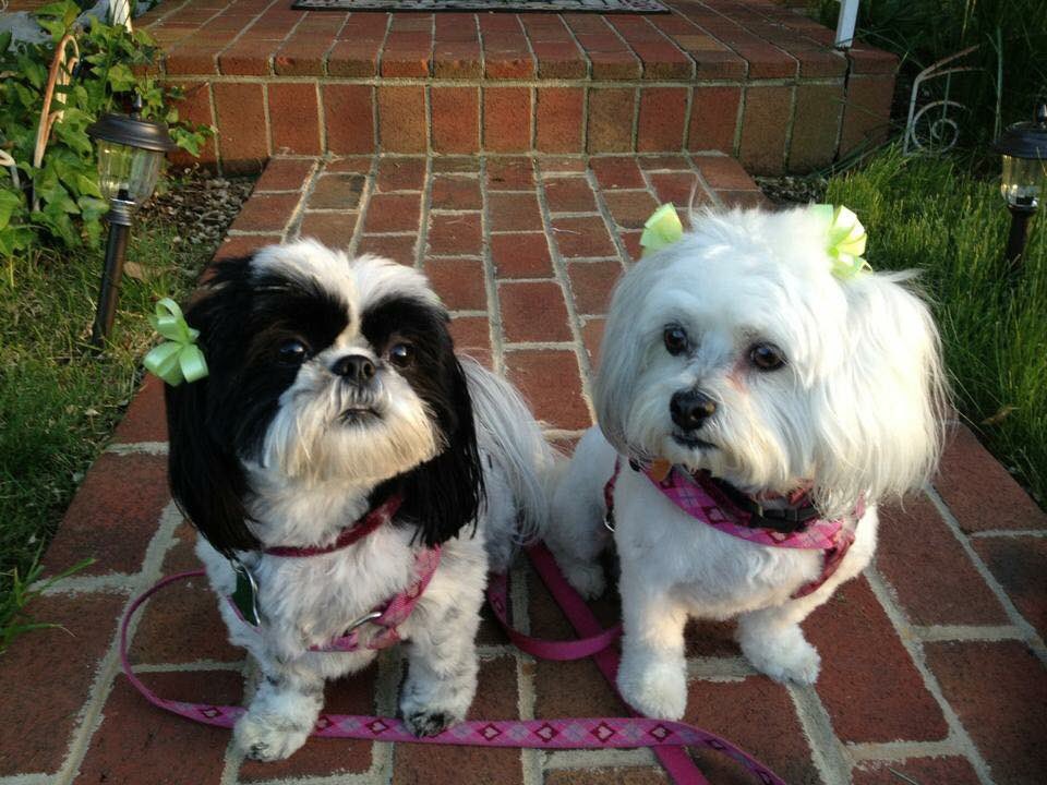 TeamPetLuv's tweet photo. @Purina #DogThanking  Thanks to my pets Libra and Emma for all the joy they bring to my life! https://t.co/oW9hqQzJvo