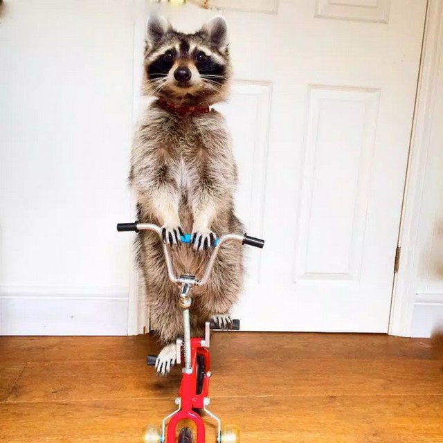 Marche_animaux's tweet photo. Parce qu'ils nous feront toujours rire ! #LaMarcheDesAnimaux https://t.co/QlW6WzQ1Fr https://t.co/GIQEcVYa9l